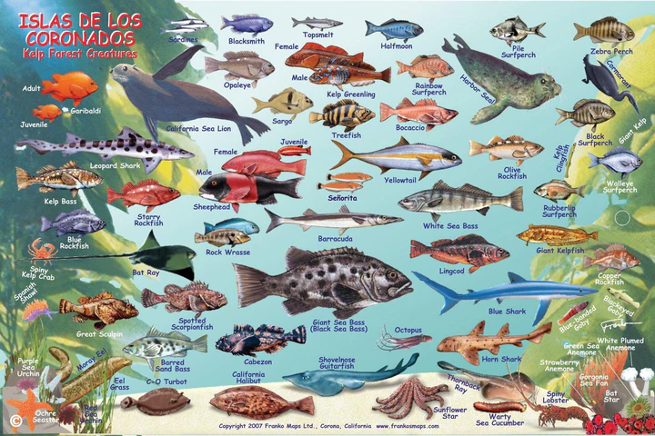 33112_Coronados_Fish_Card_2007-2_720x